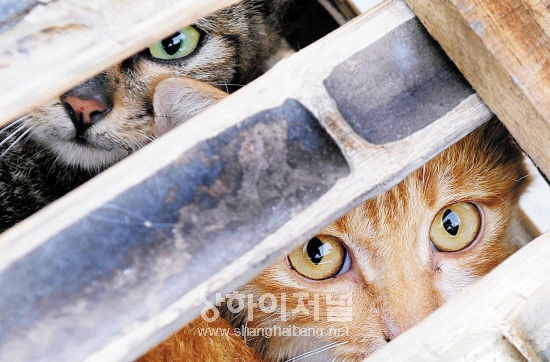 ▲중국에서 해마다 수많은 고양이들이 포획돼 광둥에 식용으로 판매되고 있다. 동물보호운동가들의 적극적인 구출작전에도 불구, 법적제도가 미비한 탓에 해마다 수많은 고양이들이 처참하게 목숨을 잃고 있다.