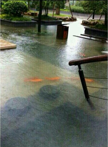 △교통대학교 민항구 캠퍼스. 폭우로 학교가 잠기면서 연못 밖으로 탈출한 잉어의 모습 