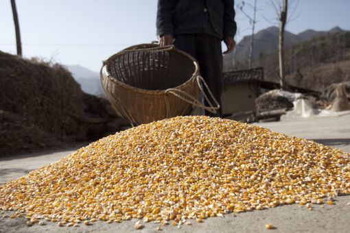 ▲ 중국 허베이성의 한 농부가 옥수수를 말리기 위해 바닥에 부리고 있다.중국은 올해 옥수수를 포함해 곡물 수확량이 지난해보다 2% 정도 늘 것으로 관측되고 있다.
