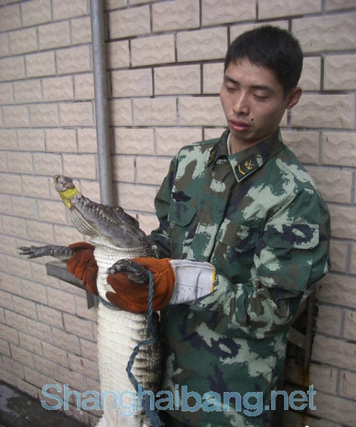 上海 시내 한복판 악어 출현