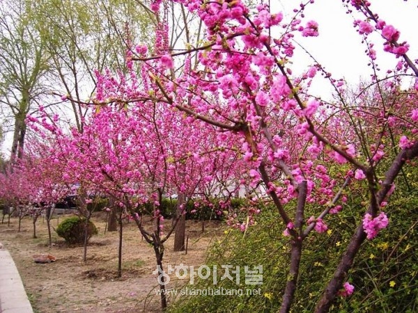 상하이 복숭아꽃축제 3월 26일 개막