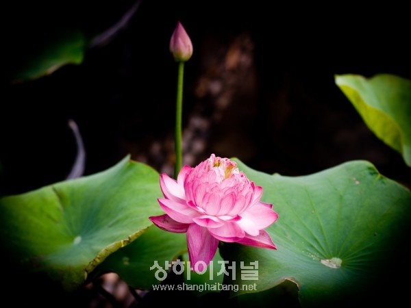 연꽃축제 보러 오세요
