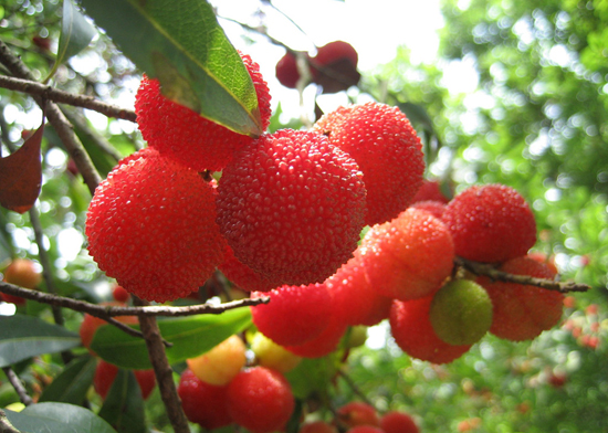 20120608184250_6481.jpg