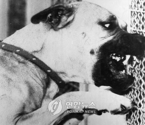 맹견 목줄ㆍ입마개 안하면 과태료 최고 100만원