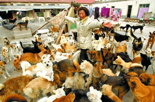 中 개·고양이 600마리 기르는 60대女