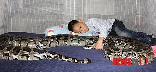 中 뱀띠해 화제…13살 소년과 12년째 친구로 지내는 비단구렁이