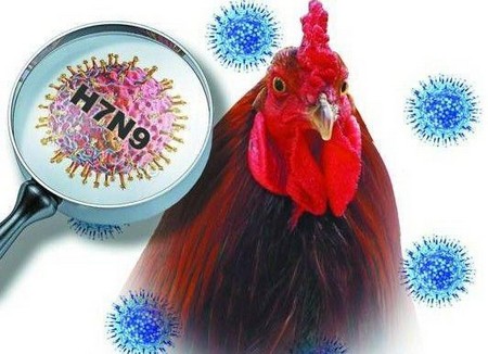 上海 H7N9 조류 인플루엔자 2명 추가 감염 확인