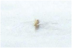 "백두산 천지에 또 괴물 나타났다"