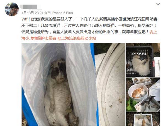 상하이 스마오빈장, 길고양이 20여마리 독살