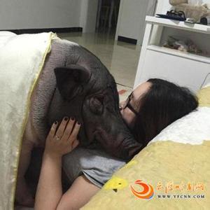 100Kg 돼지와 동침하는 중국여성