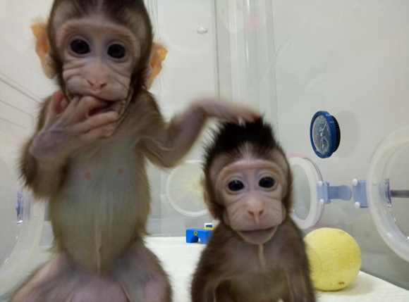 중국, 세계 최초 체세포핵치환 원숭이 복제 성공