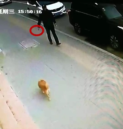 中 강아지 20마리 '집단 사망 사건' 범인은?