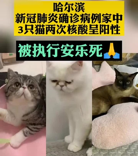 中 확진자 키우던 고양이 3마리 코로나19 감염…모두 안락사 처리