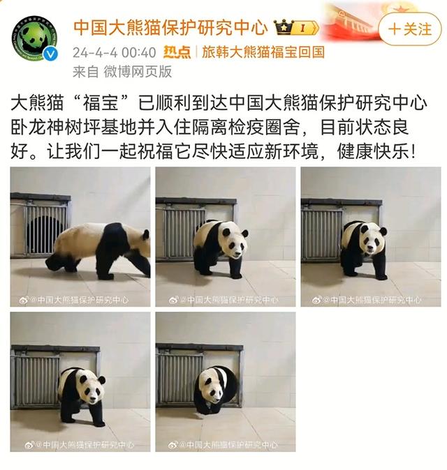 푸바오 손가락으로 '푹' 찌른 무개념남? 알고보니 '수의사'…푸바오 향후 행방은?